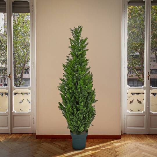 50" Cedar Tree
